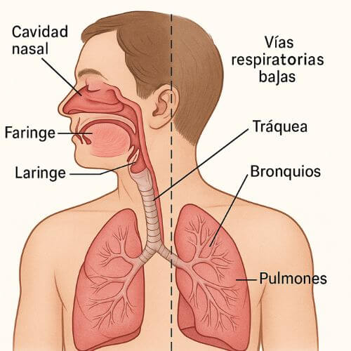Vias respiratorias